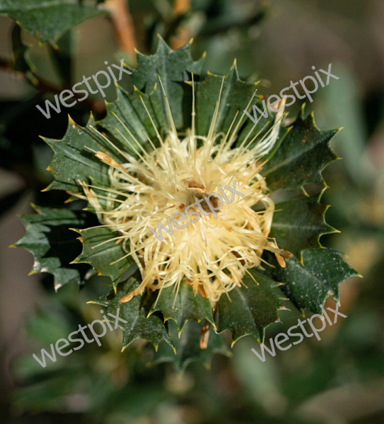 Banksia Sessilis Aka Parrot Bush Westpix